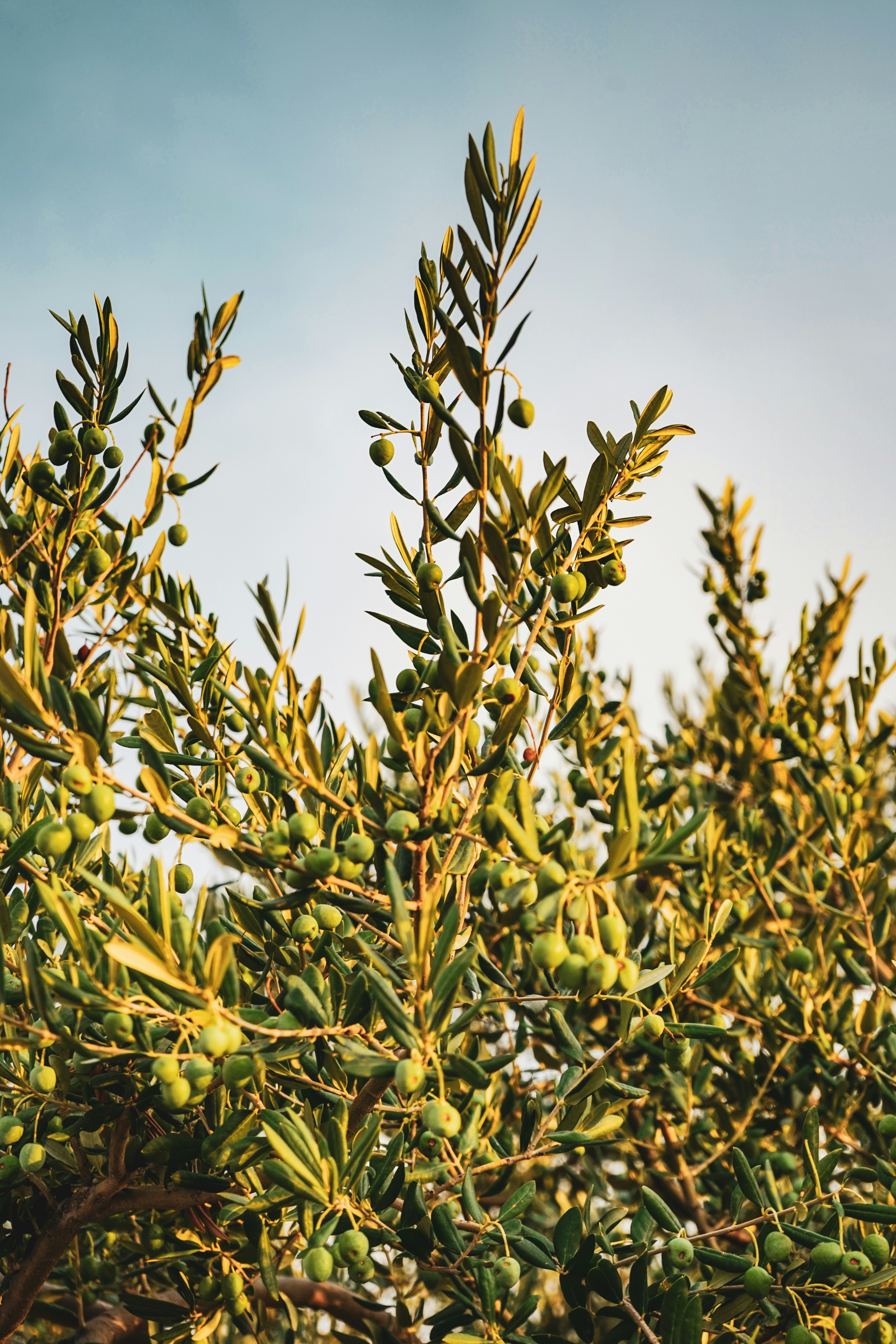 Olive branches with green olives in natural light